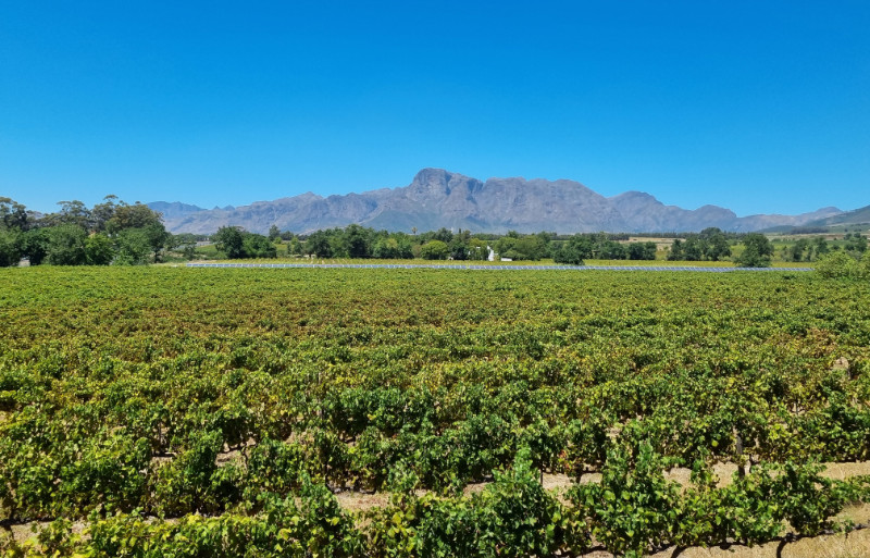 franschhoek vineyard