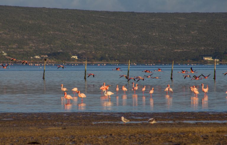 A Guide to Exploring the West Coast National Park  Wander Cape Town