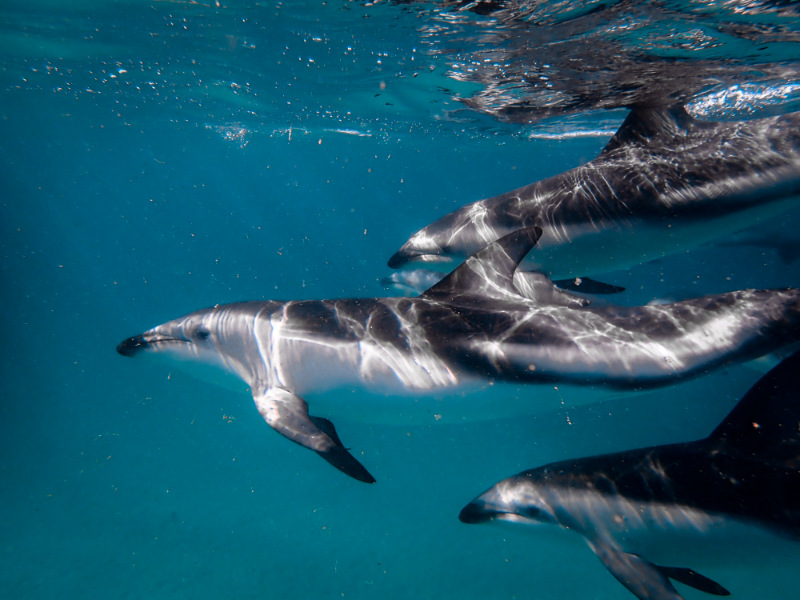 Dusky Dolphin pod